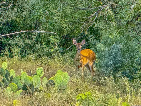 20945 Cactus Rd, Eldorado, TX 76936 photo 5