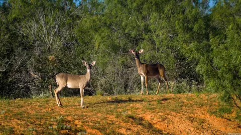 Other - 000 Vesper, Cotulla, TX 78014 photo 6 of 21