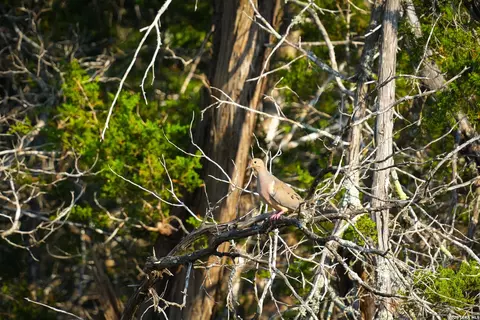 tbd Fm 32, Blanco, TX 78606 photo 40