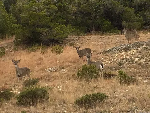 Other - 447 Blesssing Ln, Utopia, TX 78884 photo 4 of 23