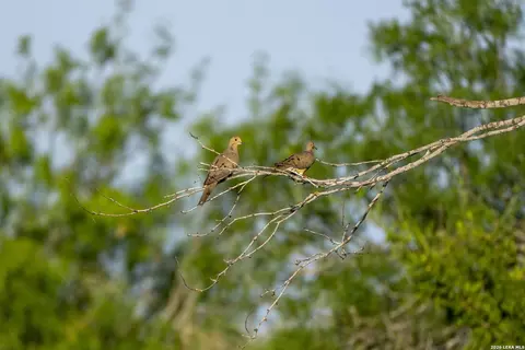 Other - tbd Cr 401, Freer, TX 78357 photo 13 of 15