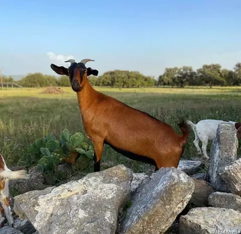 Other - 984 County Road 357, Utopia, TX 78884 photo 9 of 17