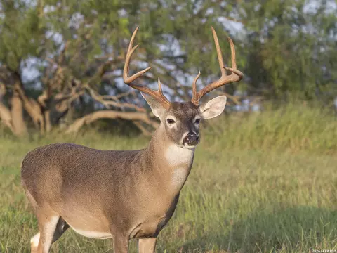 Other - Undisclosed, Junction, TX 76849 photo 10 of 23