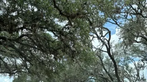 lot43 Pr 2535, Mico, TX 78056