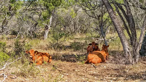 tbd County Road 4514, Devine, TX 78016 photo 7