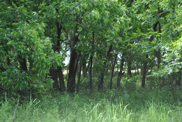 1251 Cr 417, Comanche, TX 76442 photo 18