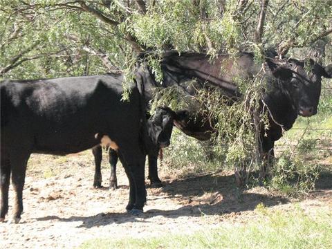2148 County Rd 103, Comanche, TX 76442 photo 7