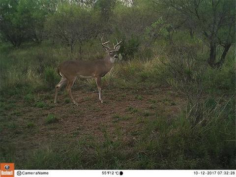 481 County Road 175, Bangs, TX 76823 photo 5