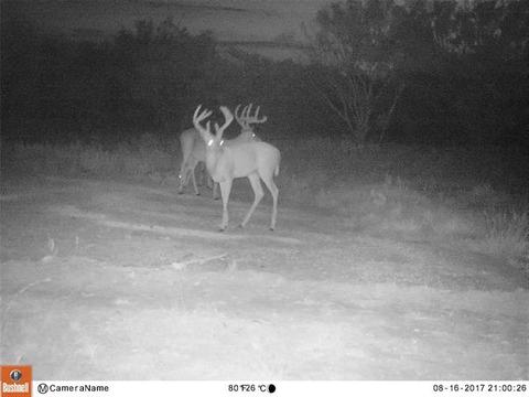 481 County Road 175, Bangs, TX 76823 photo 10