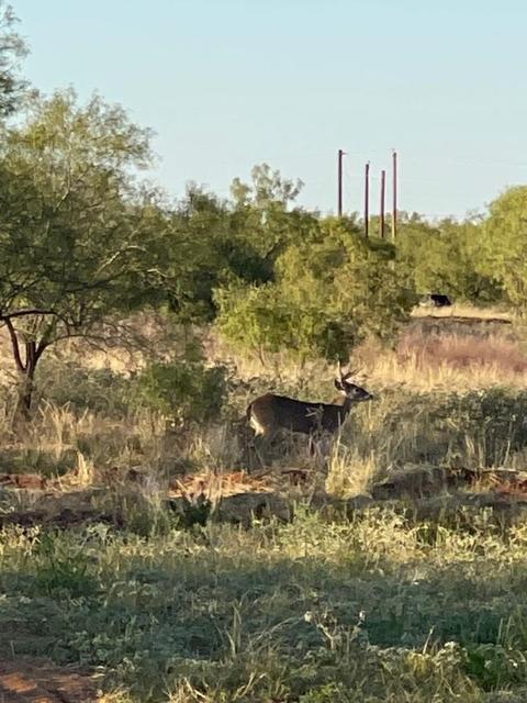 Tbd Fm 2836, Colorado City, TX 79512