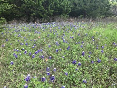 2829 Fm 66, Itasca, TX 76055 photo 28