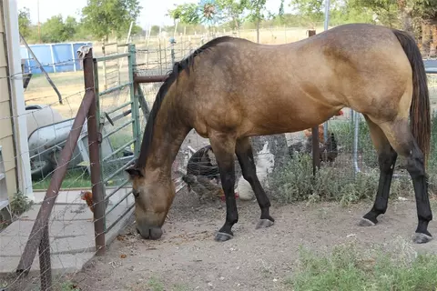 403 W Lucy Bertram St, Gustine, TX 76455 photo 33