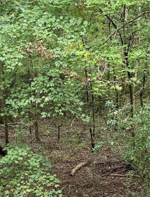 00 Blacksmith Rd, Ringgold, LA 71068 photo 4