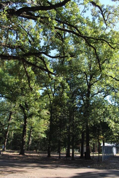 0 Forest Oaks Dr, Gun Barrel City, TX 75156