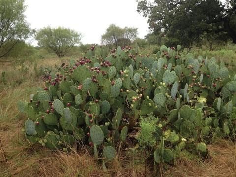 900 County Road 176, Bangs, TX 76823 photo 14