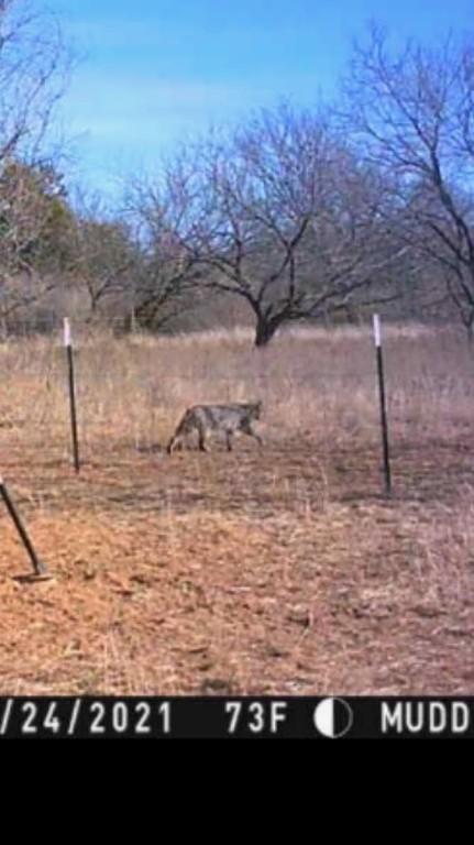 900 County Road 176, Bangs, TX 76823 photo 9
