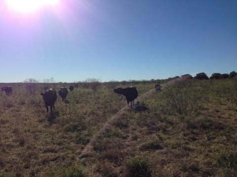 900 County Road 176, Bangs, TX 76823 photo 17