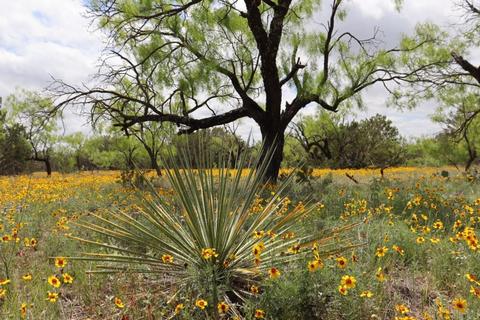 99999 99999, Doole, TX 76862