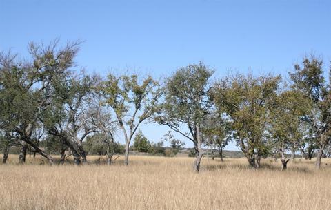 0000 Cr 512, Star, TX 76880