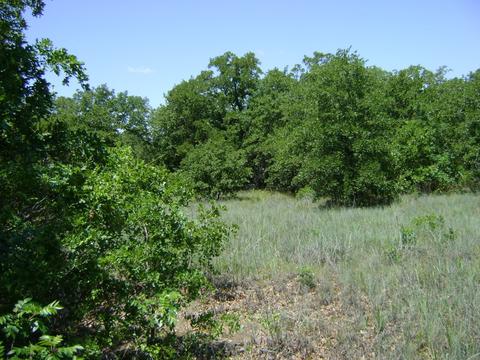 Tbd Griffin Street, Azle, TX 76020