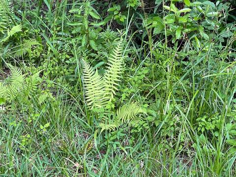 000000 Cravens Camp Rd, Silsbee, TX 77656 photo 8