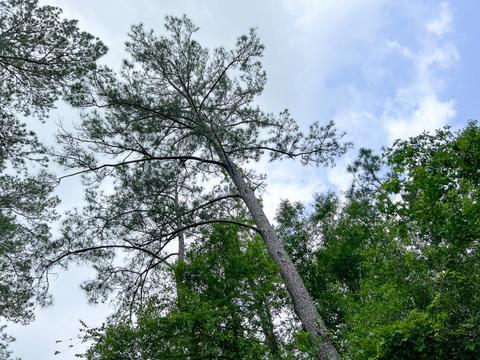 000000 Cravens Camp Rd, Silsbee, TX 77656 photo 7