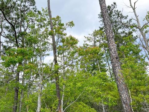 000000 Cravens Camp Rd, Silsbee, TX 77656 photo 6