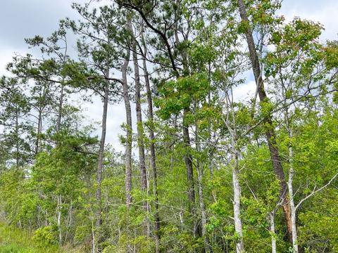 000000 Cravens Camp Rd, Silsbee, TX 77656 photo 2