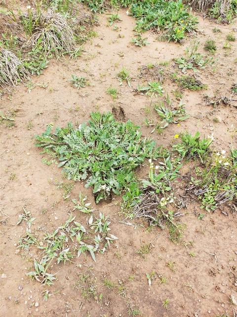 lot4 Fm1651, Canton, TX 75103