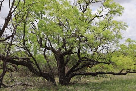 99999 9999999, Millersview, TX 76862