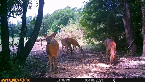 Tbd County Rd 2125, Ivanhoe, TX 75447 photo 22