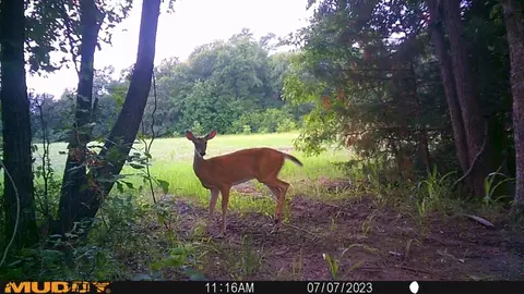 Tbd County Rd 2125, Ivanhoe, TX 75447 photo 23