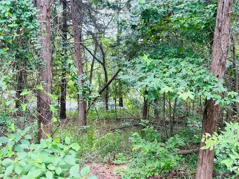 Lot 29 Tbd County Road 4826, Winnsboro, TX 75494