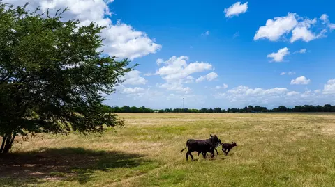000 Fm 316, Eustace, TX 75124 photo 6