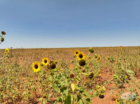 Tbd Fm 267, Crowell, TX 79227