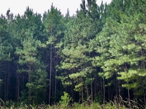 000 Henry Smith Rd, Haynesville, LA 71038