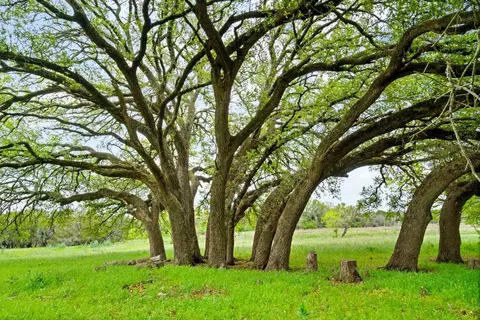 tbd cr 218, Hico, TX 76457