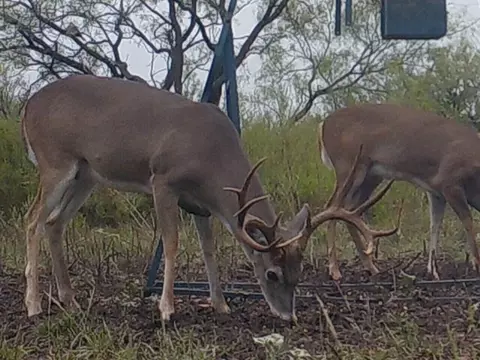 31 Cr 617, Pottsville, TX 76565