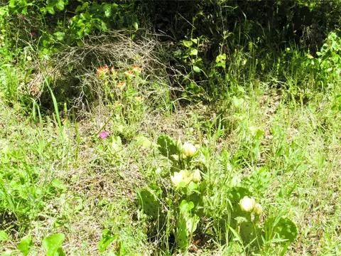 Other - 601 Our Rd, Perrin, TX 76486 photo 6 of 11