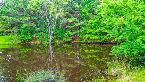 621 Old Town Rd, Elysian Fields, TX 75642