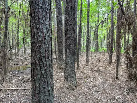 0 County Line Rd, Livingston, TX 77351