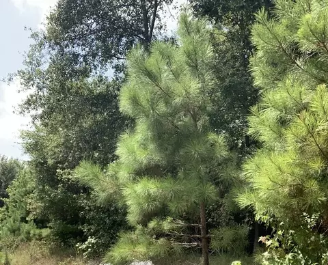0001 Manning, Elysian Fields, TX 75642 photo 7