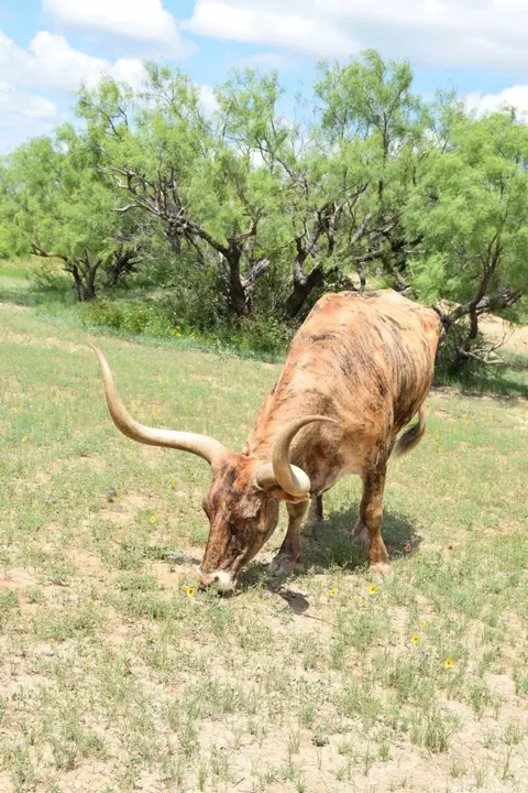 Other - 7280 County Road 170, Bangs, TX 76823 photo 4 of 6