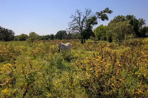 tbd Tract 1 E Hackley Rd, Perrin, TX 76486 photo 9