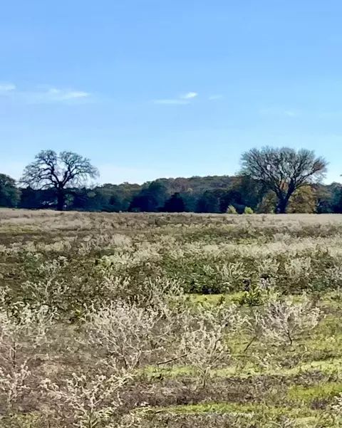 228 Cheaney Rd, Valley View, TX 76272