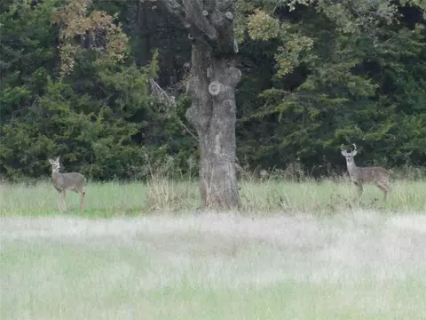 tbd School House Rd, Forestburg, TX 76239