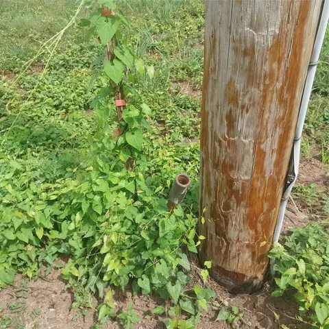 1085 Deen Point Rd, Benton, LA 71006 photo 6