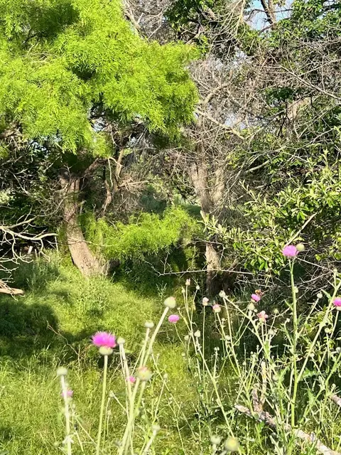 5 Tx-16, Comanche, TX 76442 photo 17