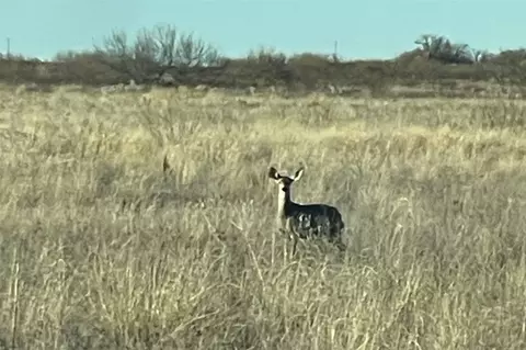 tbd Fm 1037, Paducah, TX 79248