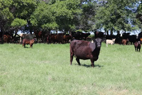 293 Acres Deer Creek Rd, Henrietta, TX 76365